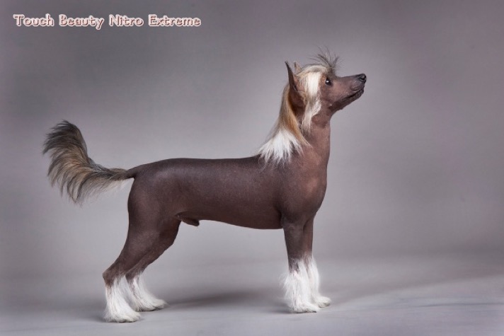 Голая и пуховая китайская хохлатая собака мини * характер, содержание и уход